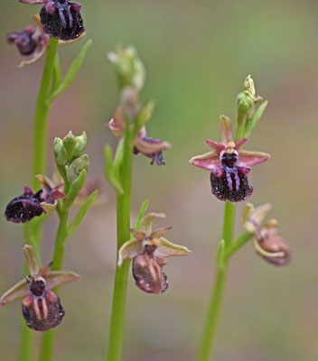 Ophrys mammosa