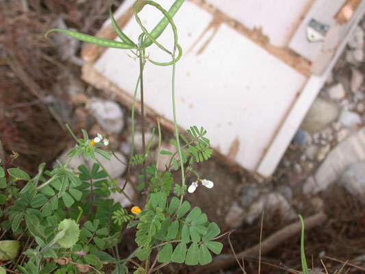 Hymenocarpus circinatus