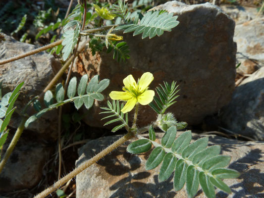 Tribulus terrestris - Maltezer kruis