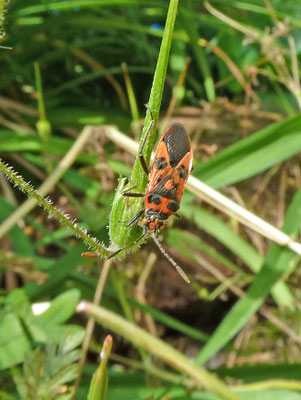 Corizus hyoscyami - Kaneelwants