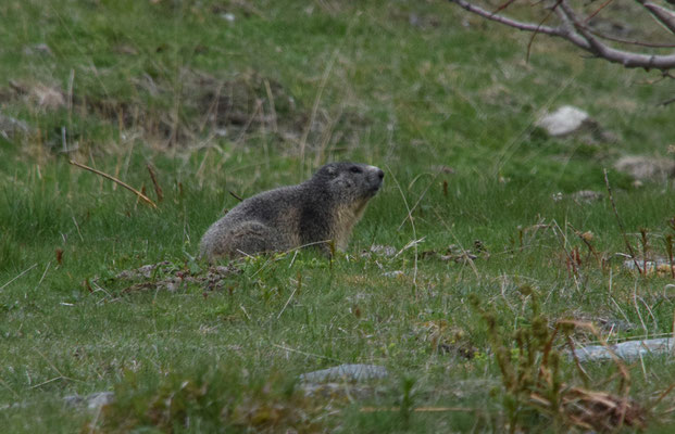 Alpenmarmot (Marmota marmota)