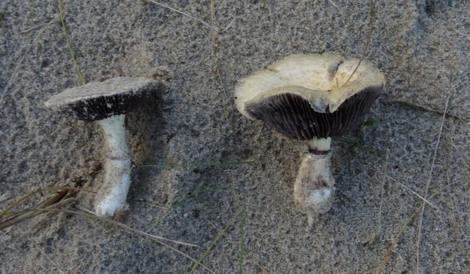 Stropharia halophila - Helmstropharia