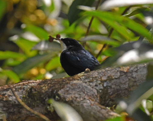 White-throated Manakin