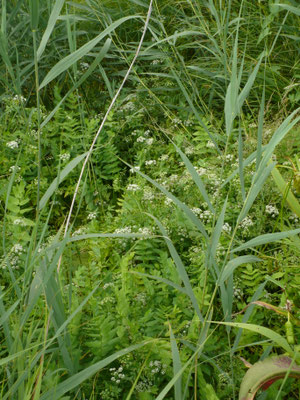 Berula erecta - Kleine watereppe
