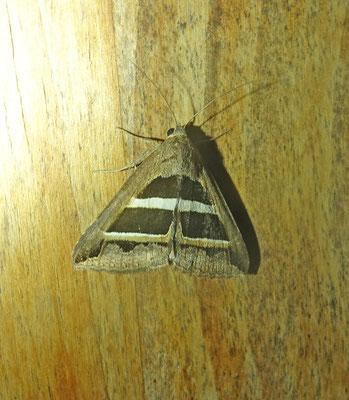 Grammodes bifasciata