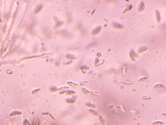 Microglossum rufescens - Bruine aardtong