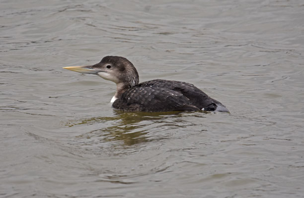 Geelsnavelduiker, Stellendam