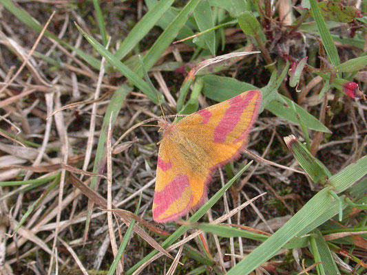 Lythria cruentaria - Zuringspanner