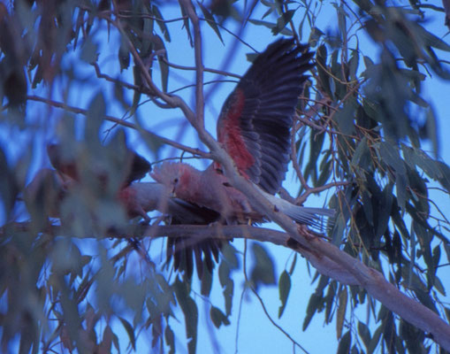 Galah