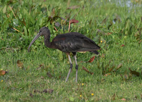 Zwarte ibis