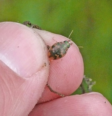 Omophron limbatum