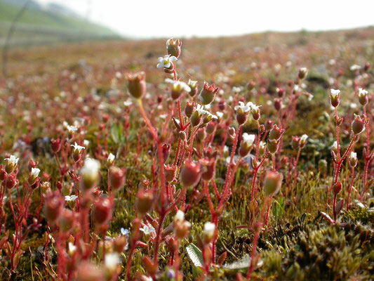 Saxifraga tridactylites - Kandelaartje