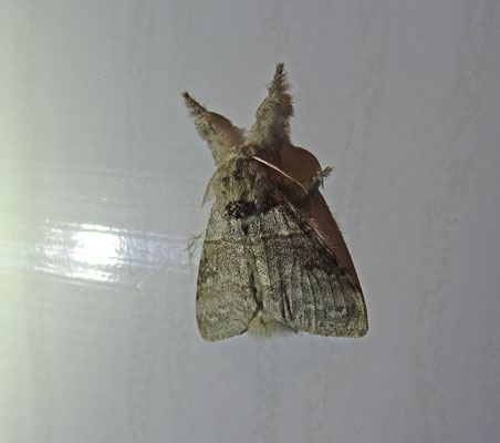 Plakker (Lymantria dispar)