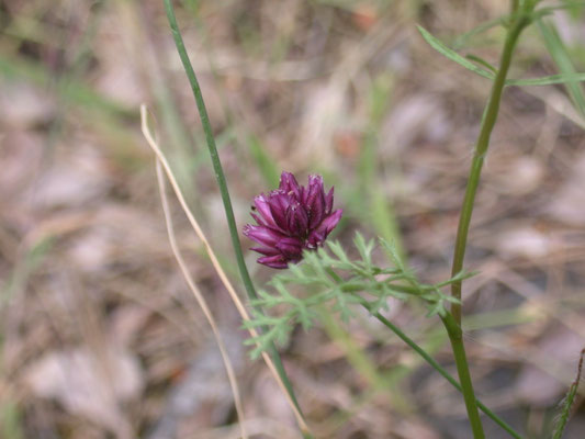 Allium amethystinum