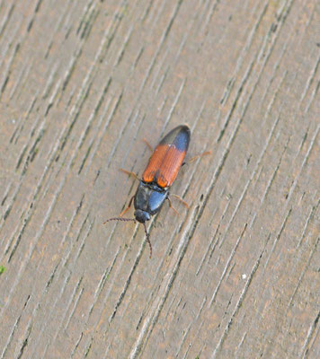 Ampedus balteatus - Dennenkniptor