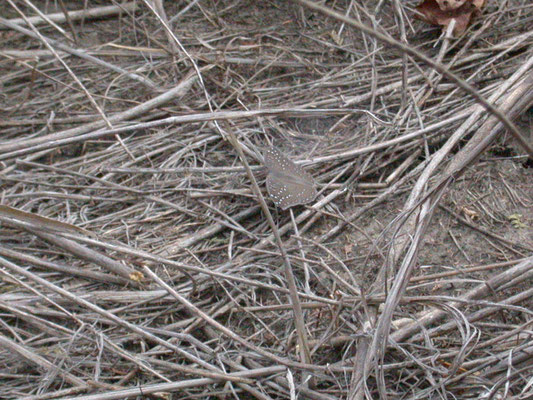 Hamanumida daedalus