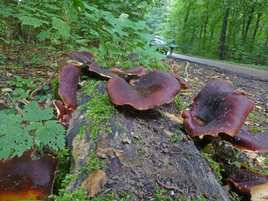 Polyporus badius - Peksteel