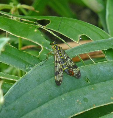 Panorpa vulgaris - Weideschorpioenvlieg