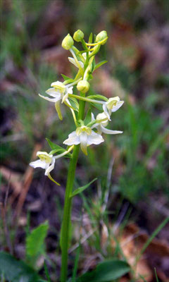 Plantanthera chlorantha - Bergnachtorchis