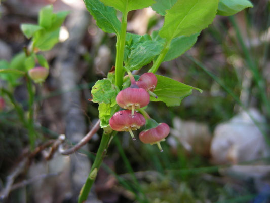 Vaccinium myrtillus - Blauwe bosbes