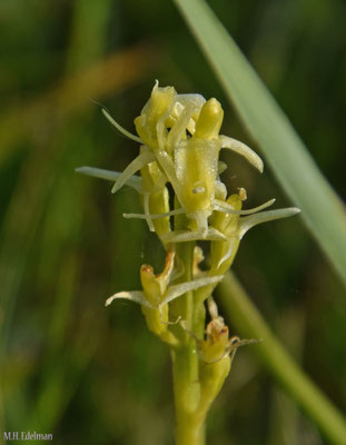 Liparis loeselii - Groenknolorchis