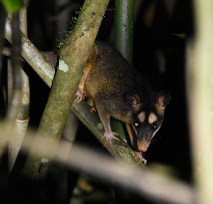Four-eyed Possum