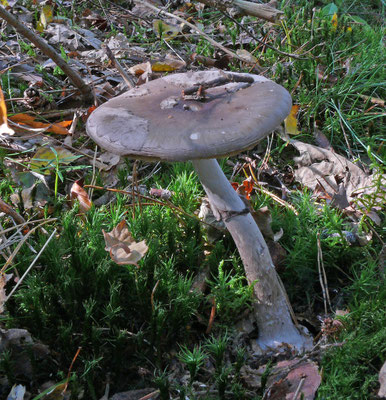 Amanita porphyria - Porfieramaniet
