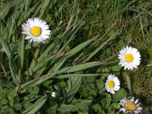 Bellis perennis - Madeliefje