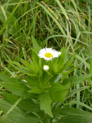 Erigeron annuus - Zomerfijnstraal