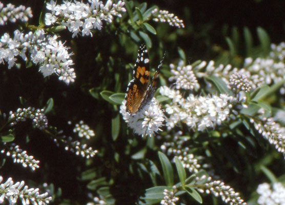 Painted Lady