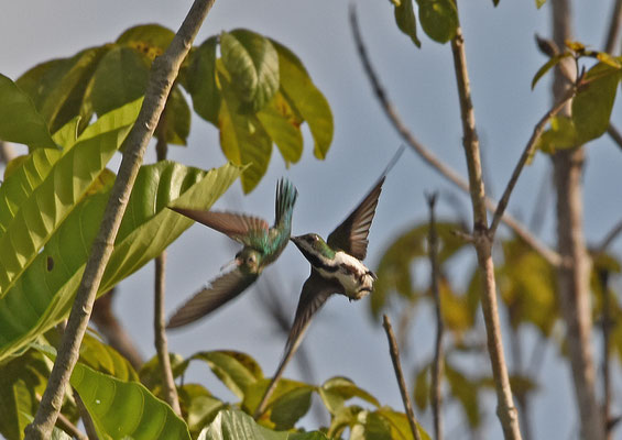 Black-throated Mango, baltsvlucht