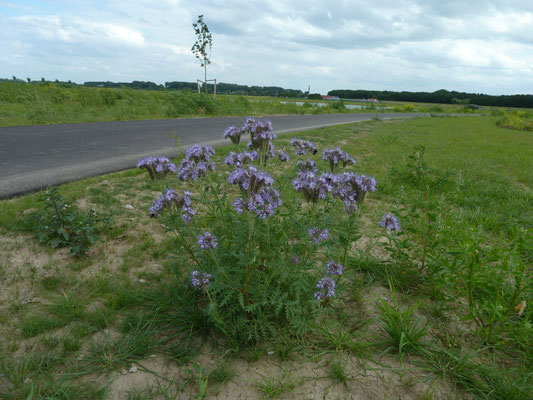  Phacelia tanacetifolia - Phacelia