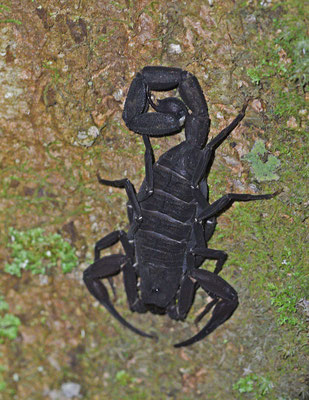 Tytius obscurus