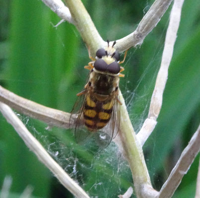 Eupeodes corollae - Terrasjeskommazweefvlieg