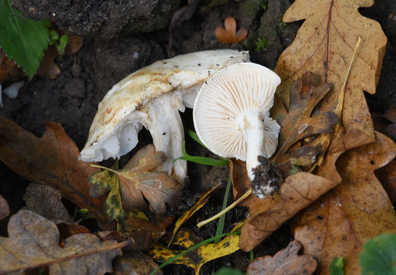 Hygrophorus cossus - Eikenslijmkop