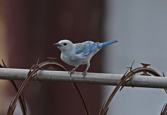 Blue-gray Tanager