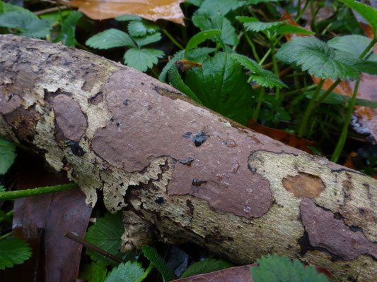 Hypoxylon rubiginosum - Rode korstkogelzwam