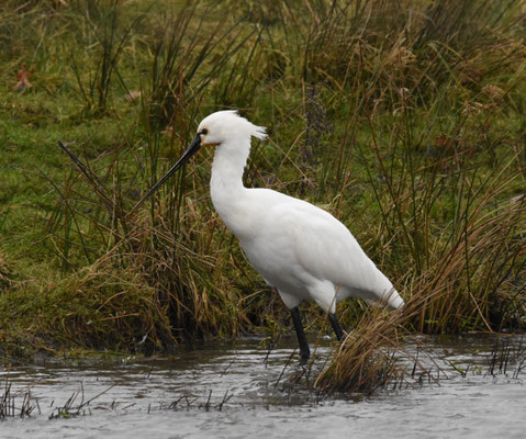 Lepelaar, rondje Delta