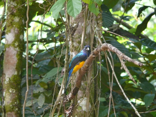 White-tailed Trogon