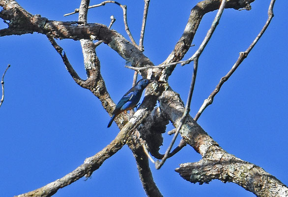 Opal-rumped Tanager