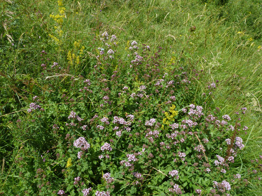 Origanum vulgare - Wilde marjolein