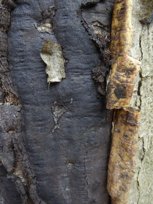 Eutypa spinosa - Stekelige korstkogelzwam