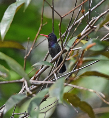 Rufous-throated Sapphire