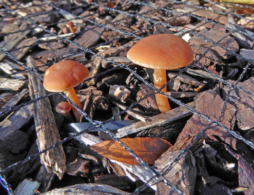 Tubaria furfuracea - Gewoon donsvoetje