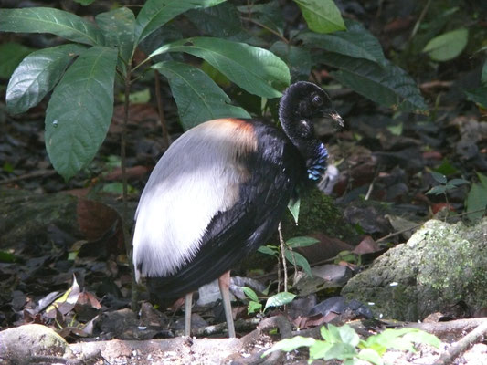 Gray-winged Trumpeter