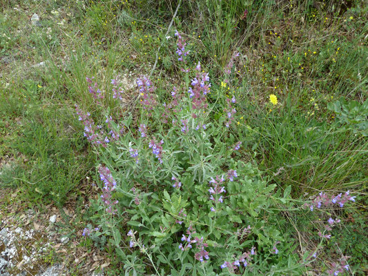 Salvia officinalis - Echte salie