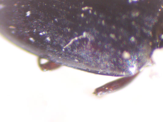 Dyschirius salinus - Zoutgravertje