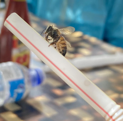 Apis mellifera - Honingbij