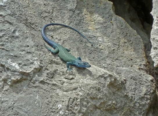 Spitskophagedis