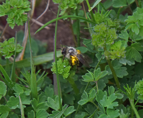 Andrena vaga - Grijze zandbij